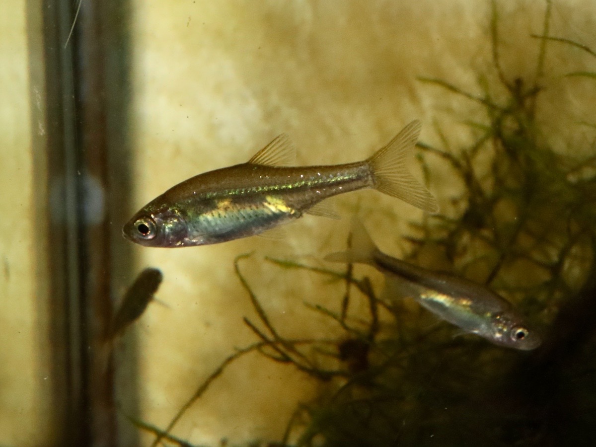 カワバタモロコの幼魚 繁殖 Hemigrammocypris rasborella