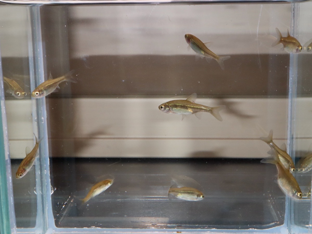 カワバタモロコの幼魚 繁殖 Hemigrammocypris rasborella