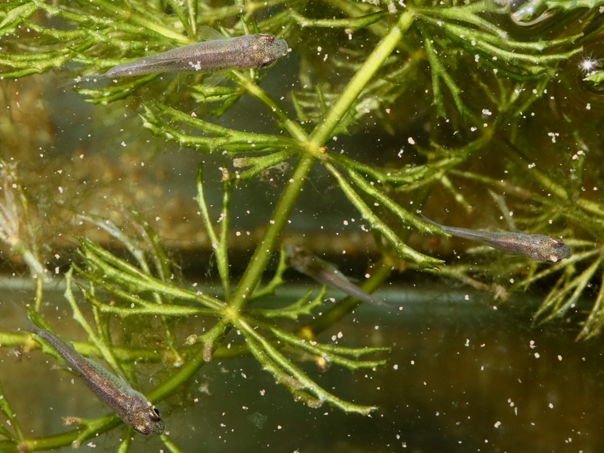 カワバタモロコの幼魚 繁殖 Hemigrammocypris rasborella