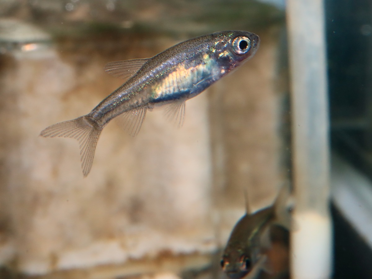 カワバタモロコの幼魚 繁殖 Hemigrammocypris rasborella