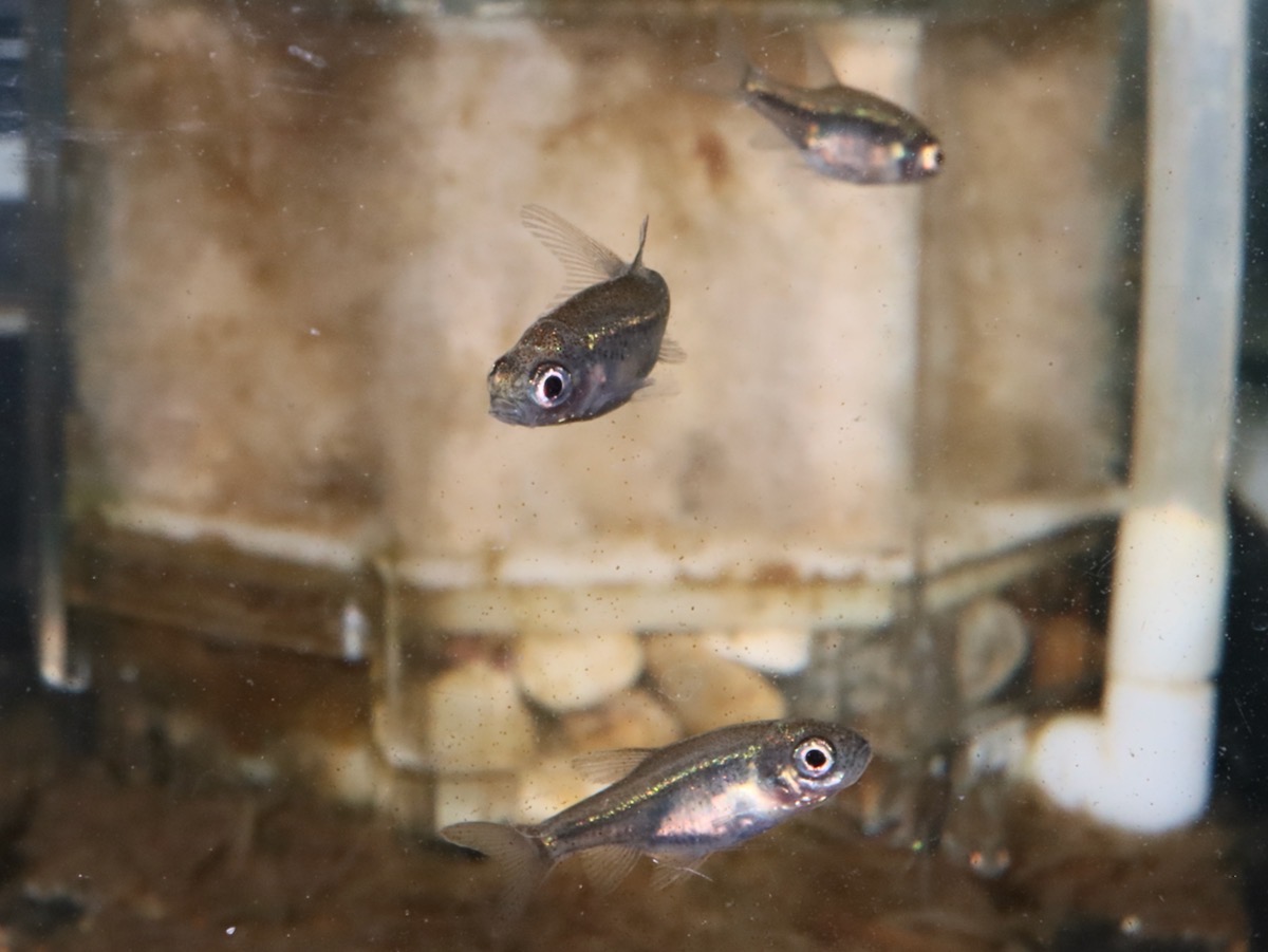 カワバタモロコの幼魚 繁殖 Hemigrammocypris rasborella