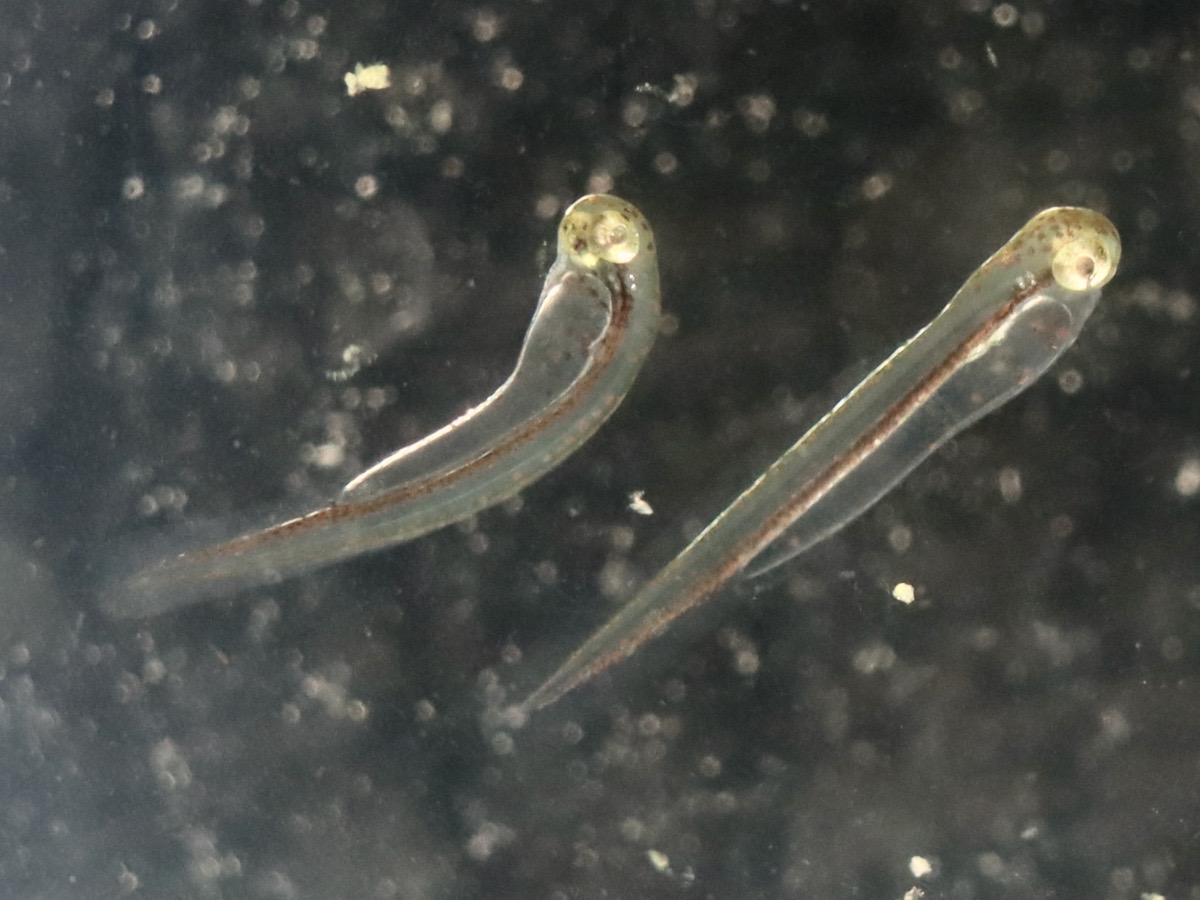 カワバタモロコの幼魚 繁殖 Hemigrammocypris rasborella