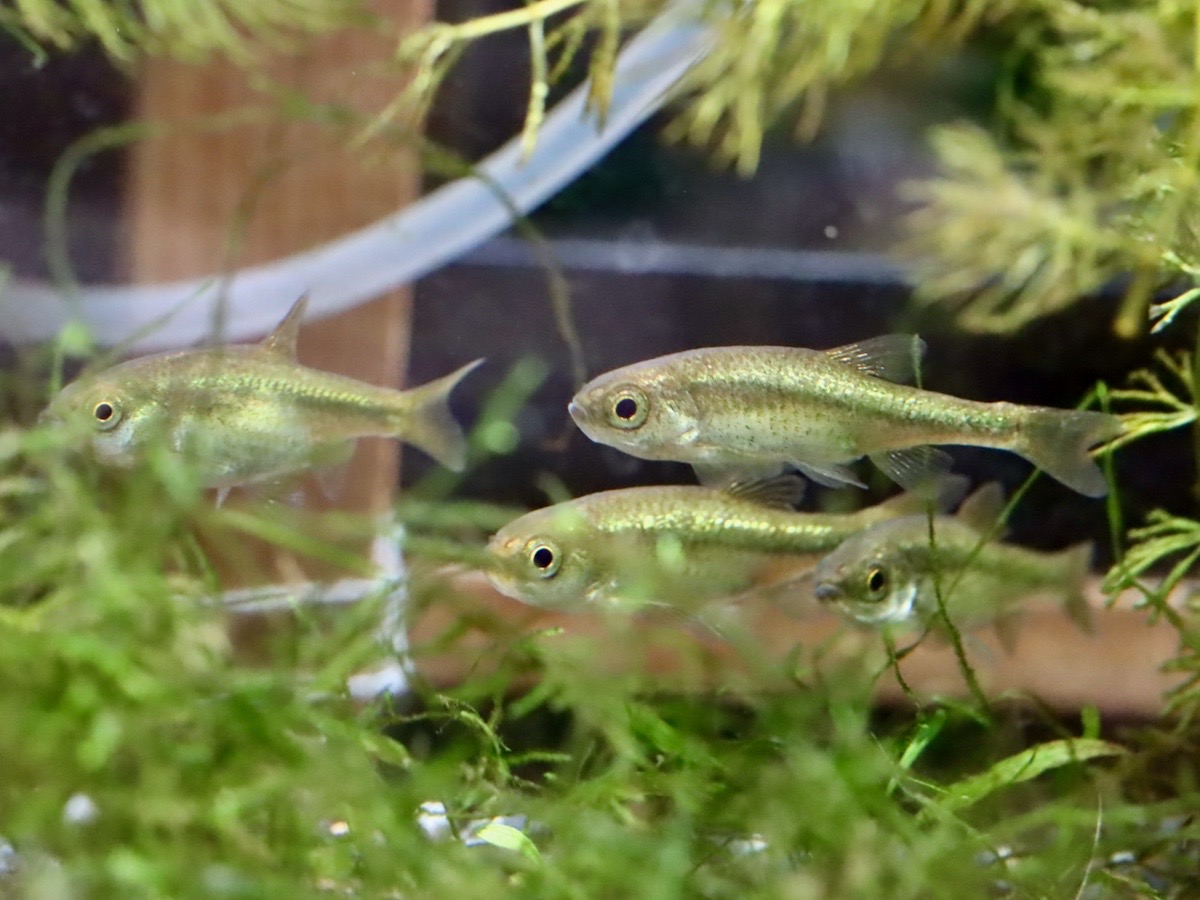 カワバタモロコの幼魚 繁殖 Hemigrammocypris rasborella