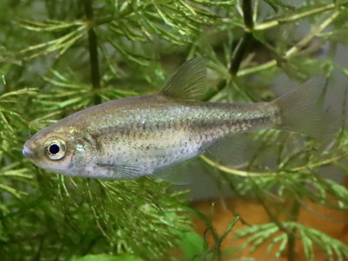 カワバタモロコの幼魚 繁殖 Hemigrammocypris rasborella