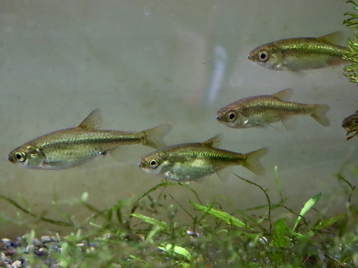 カワバタモロコの幼魚 繁殖 Hemigrammocypris rasborella