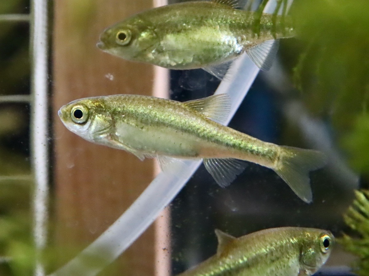 カワバタモロコの幼魚 繁殖 Hemigrammocypris rasborella