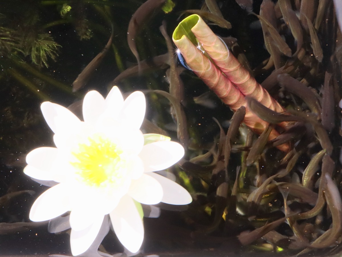 カワバタモロコの幼魚 繁殖 Hemigrammocypris rasborella