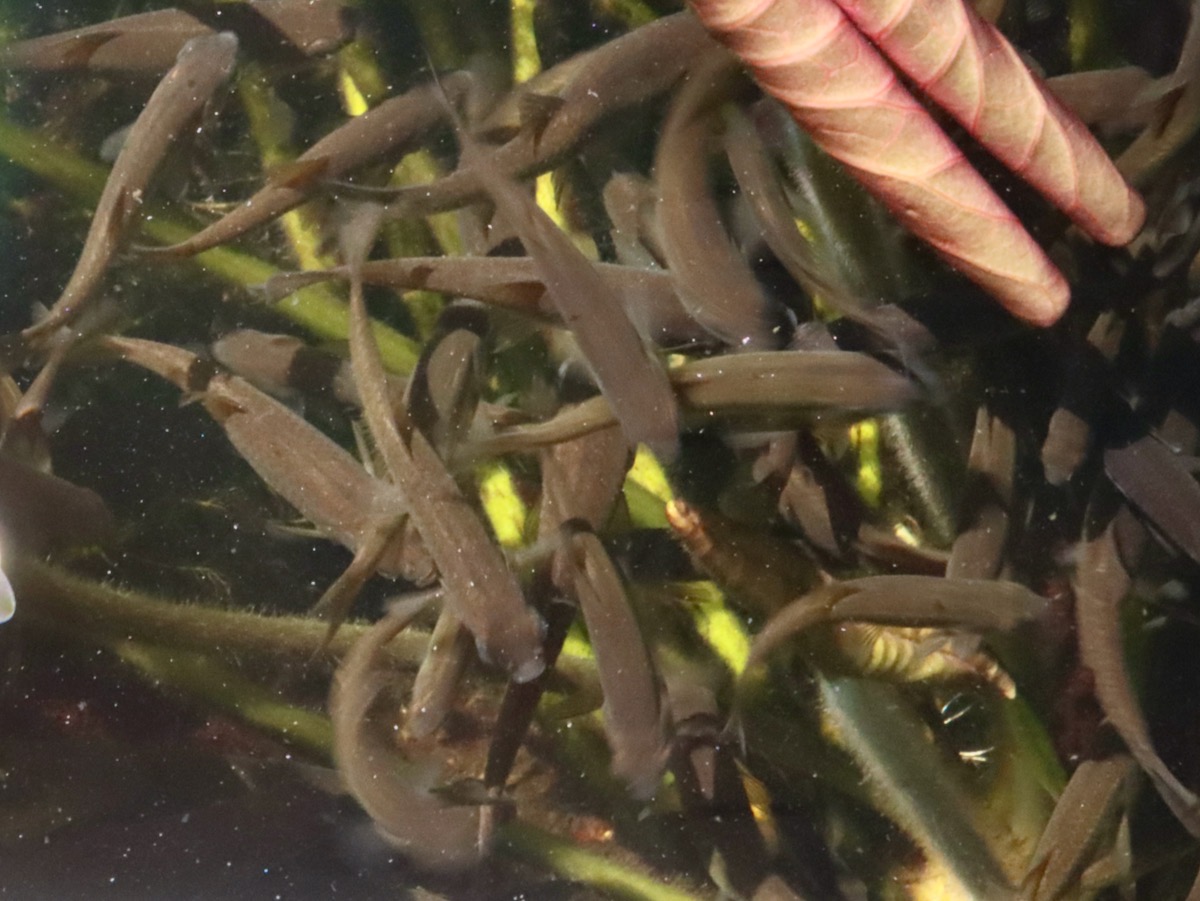 カワバタモロコの幼魚 繁殖 Hemigrammocypris rasborella