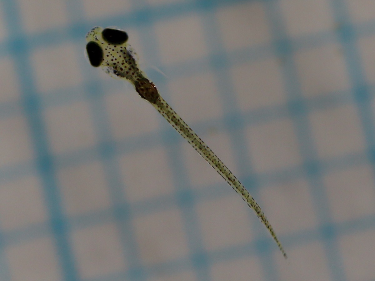 カワバタモロコの稚魚 繁殖 Hemigrammocypris rasborella