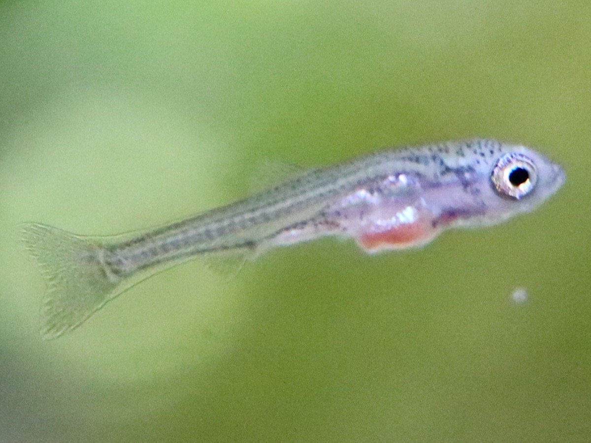 カワバタモロコの稚魚 繁殖 Hemigrammocypris rasborella