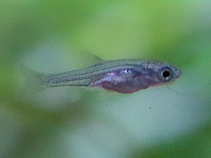 カワバタモロコの稚魚 繁殖 Hemigrammocypris rasborella