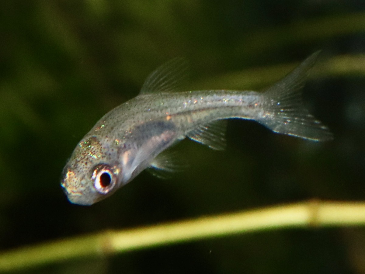 カワバタモロコの幼魚 繁殖 Hemigrammocypris rasborella