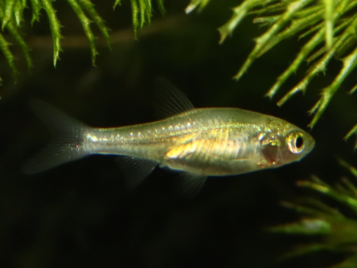 カワバタモロコの幼魚 繁殖 Hemigrammocypris rasborella