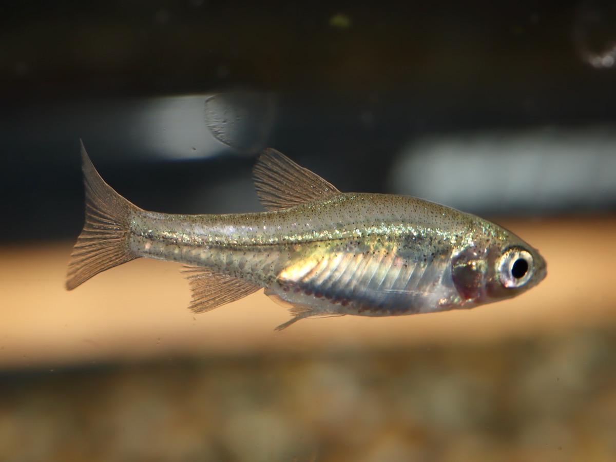 カワバタモロコの幼魚 繁殖 Hemigrammocypris rasborella