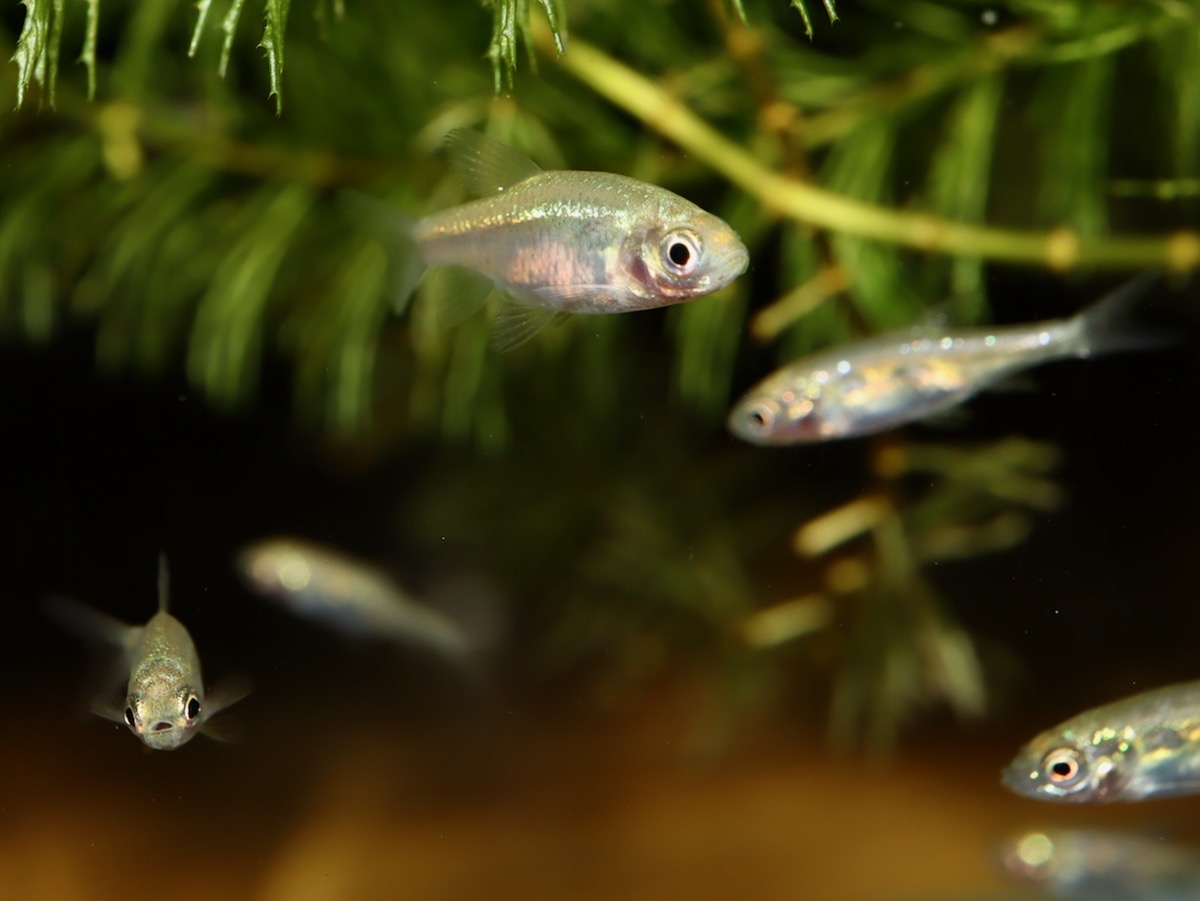 カワバタモロコの幼魚 繁殖 Hemigrammocypris rasborella