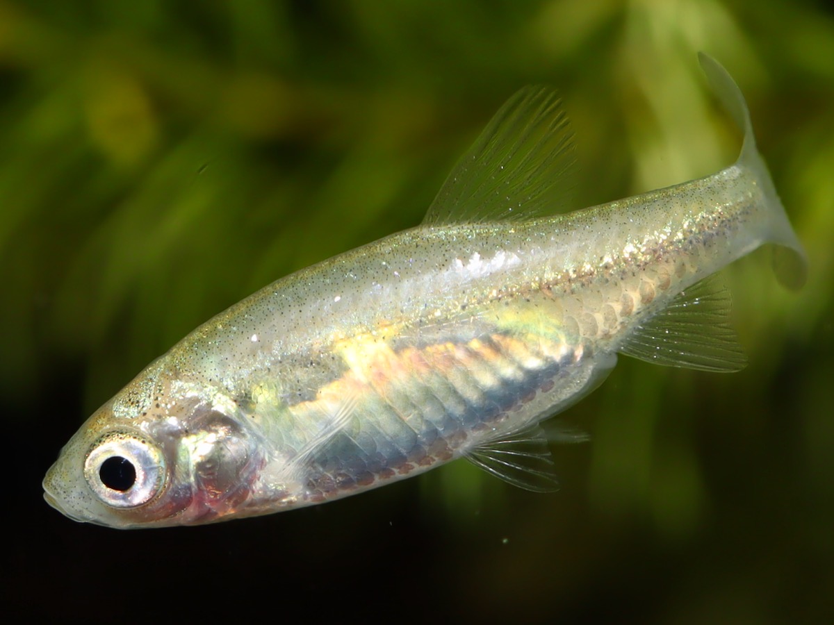 カワバタモロコの幼魚 繁殖 Hemigrammocypris rasborella