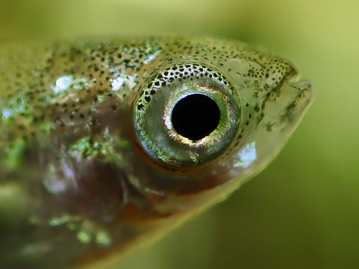 カワバタモロコの幼魚 繁殖 Hemigrammocypris rasborella