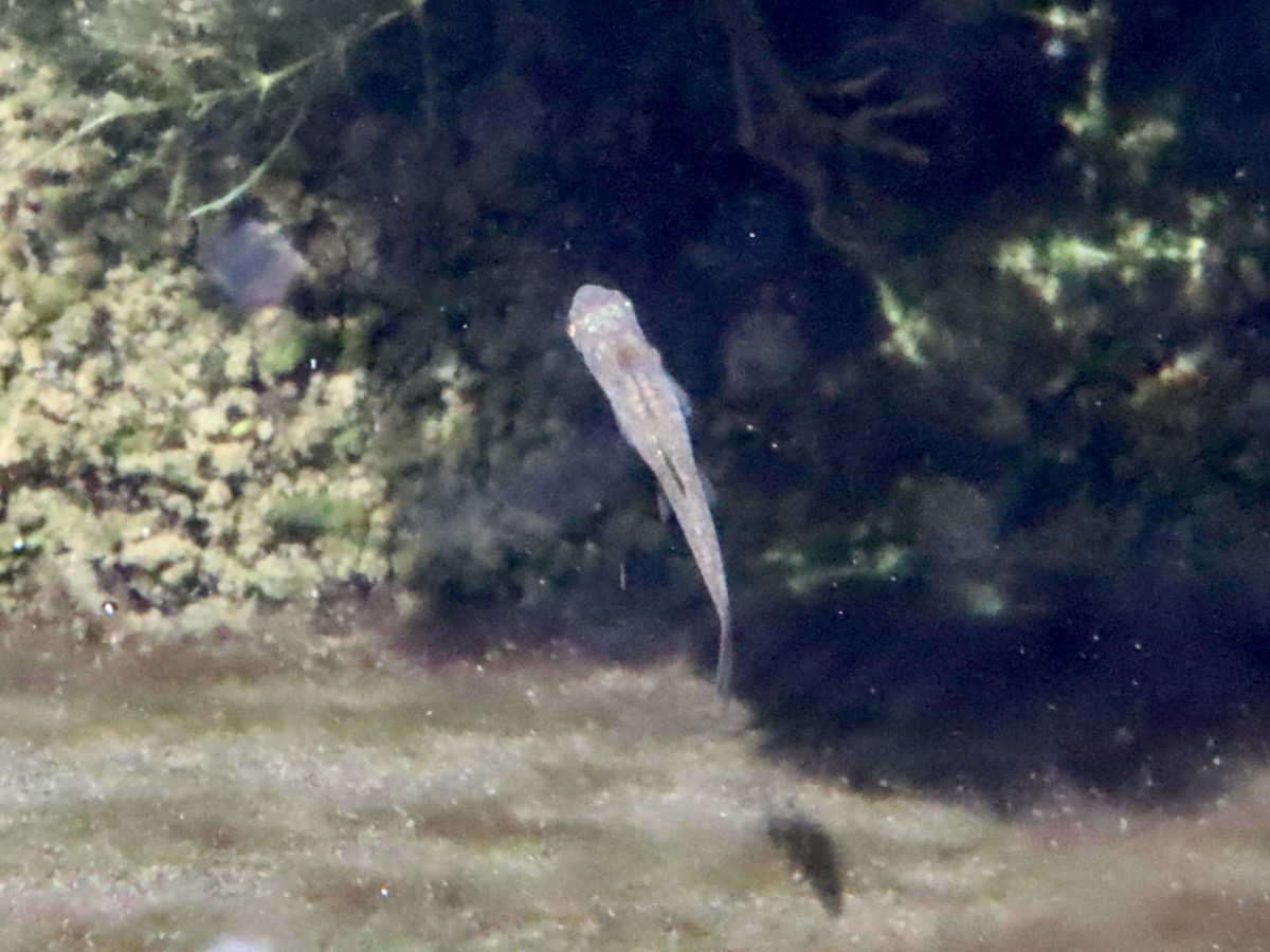 カワバタモロコの幼魚 繁殖 Hemigrammocypris rasborella