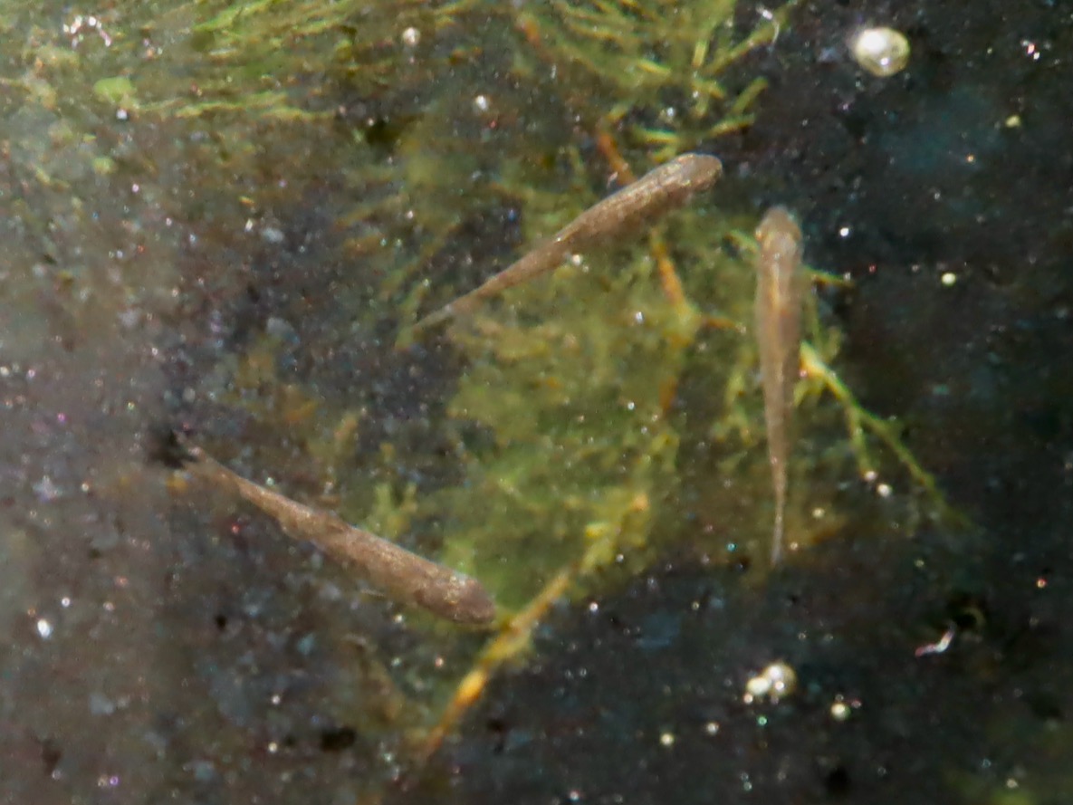 カワバタモロコの幼魚 繁殖 Hemigrammocypris rasborella