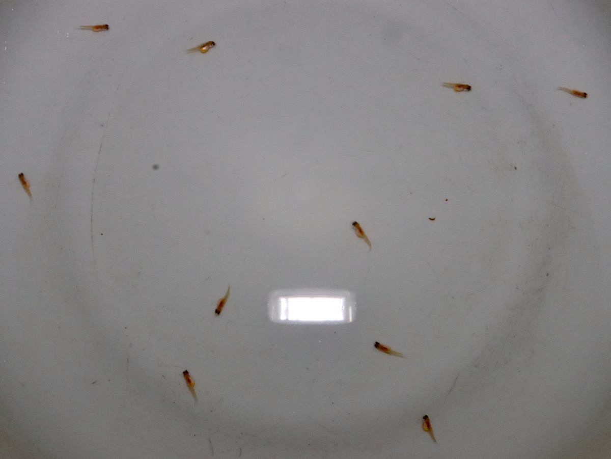 Cyathopharynx furcifer Magara breed