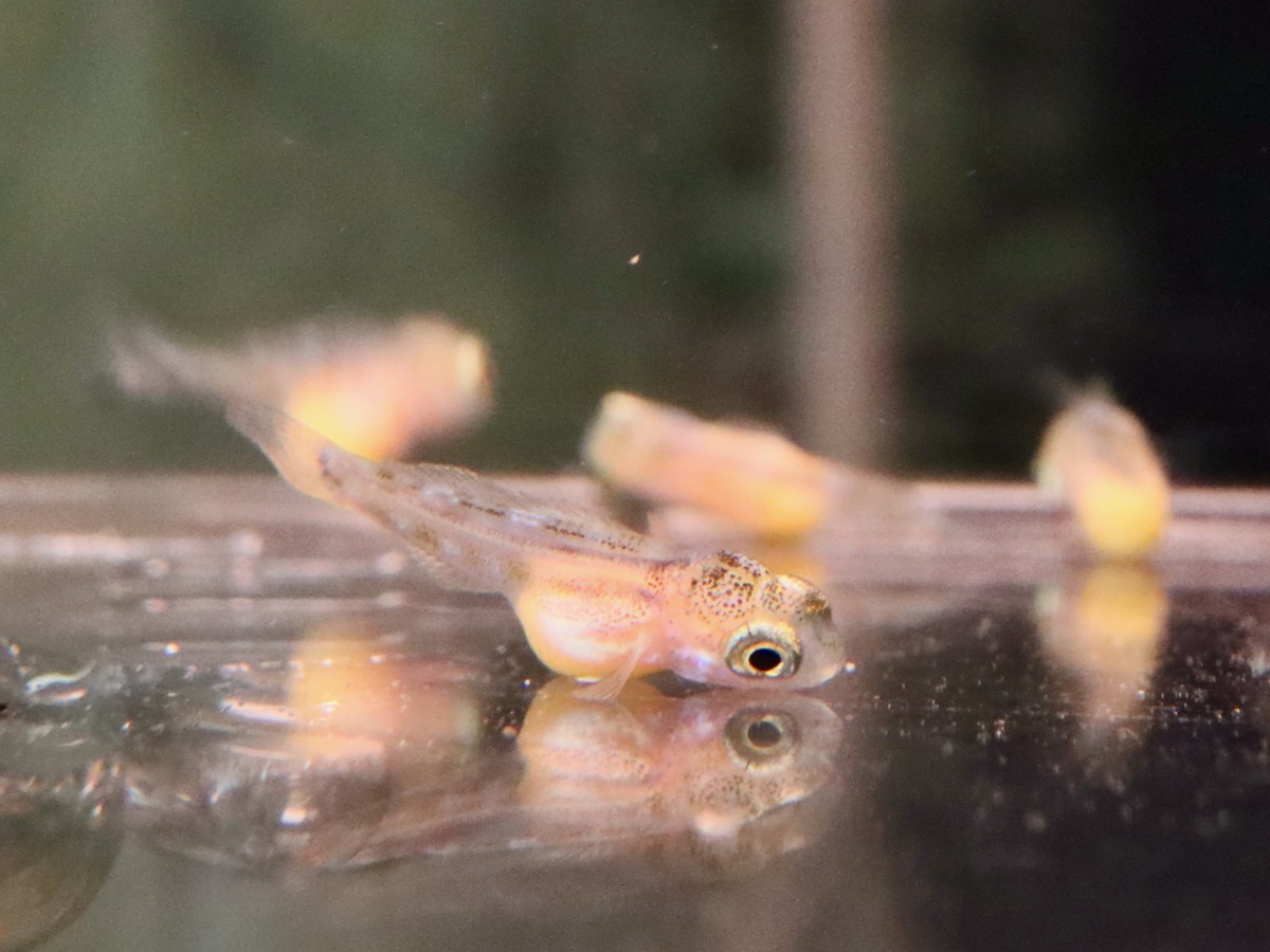 Cyathopharynx furcifer Magara breed