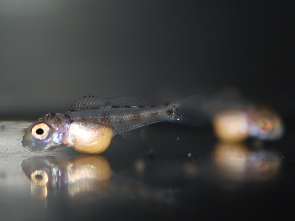 Cyathopharynx furcifer Magara breed