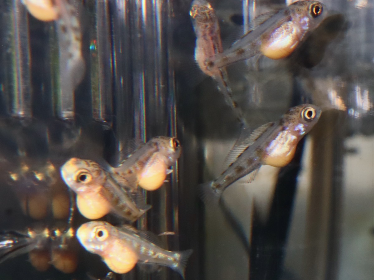 Cyathopharynx furcifer Magara breed