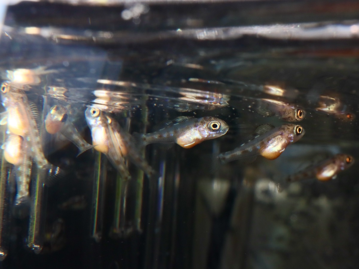Cyathopharynx furcifer Magara breed