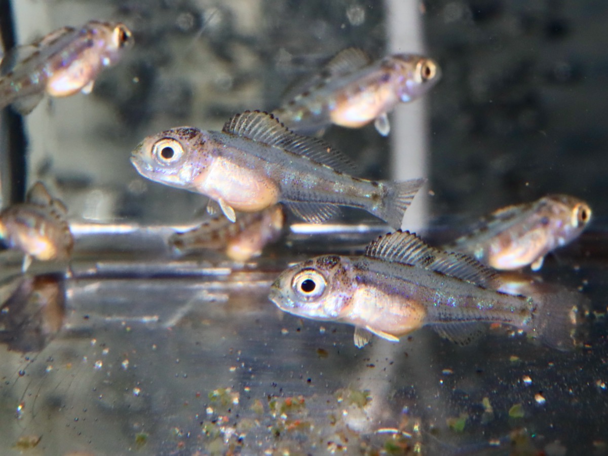 Cyathopharynx furcifer Magara breed