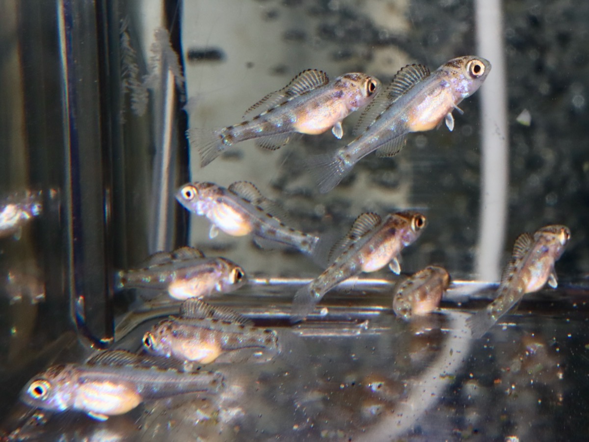 Cyathopharynx furcifer Magara breed