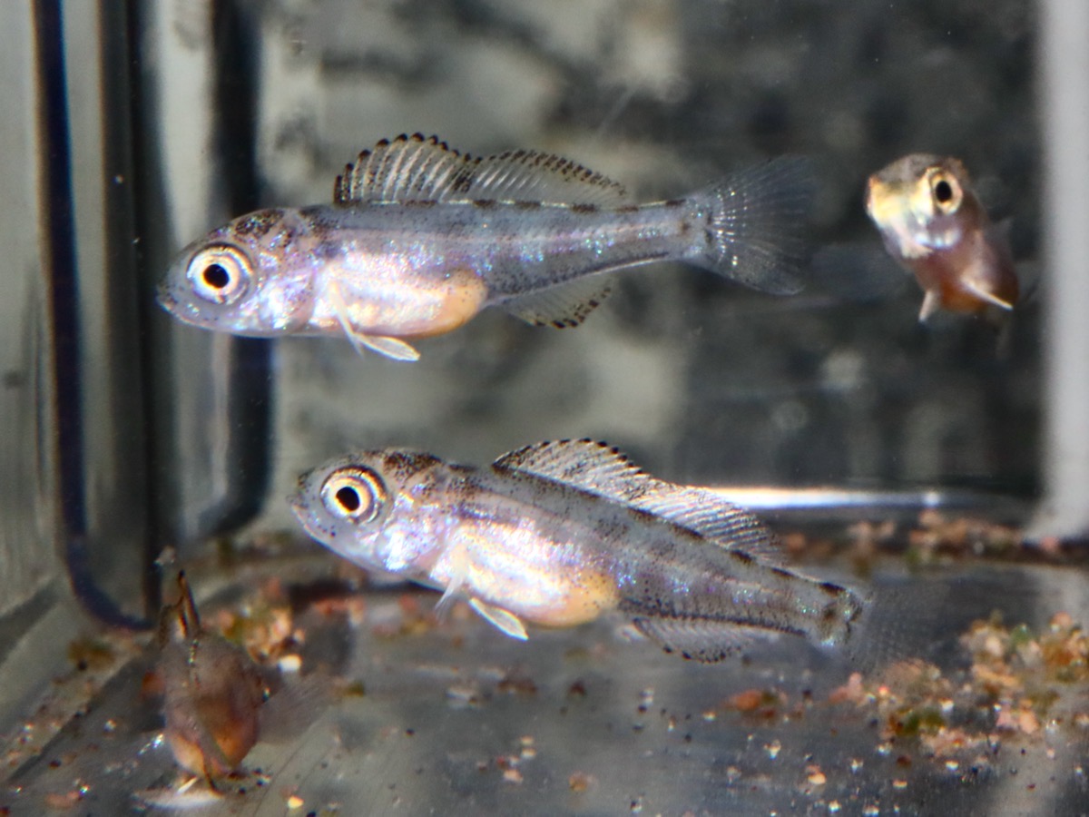 Cyathopharynx furcifer Magara breed