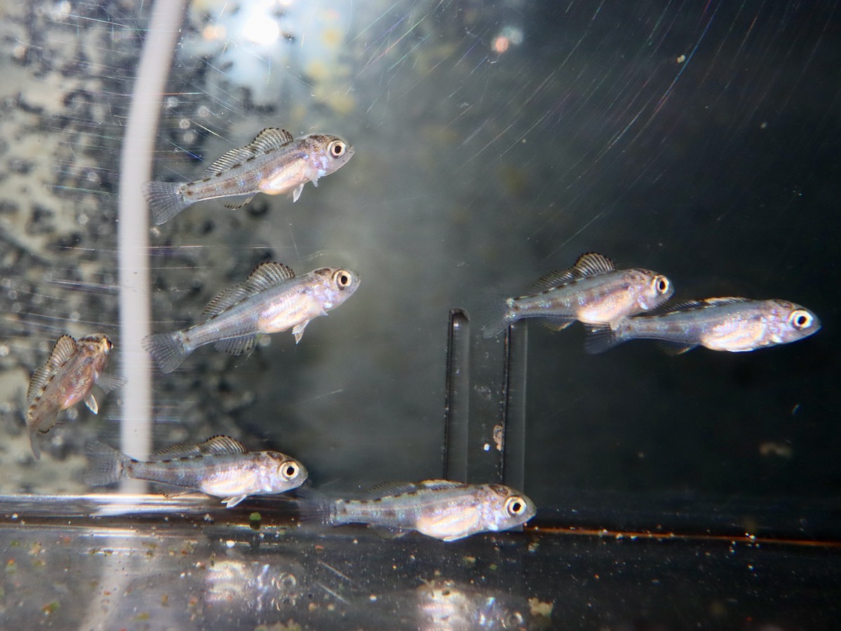 Cyathopharynx furcifer Magara breed
