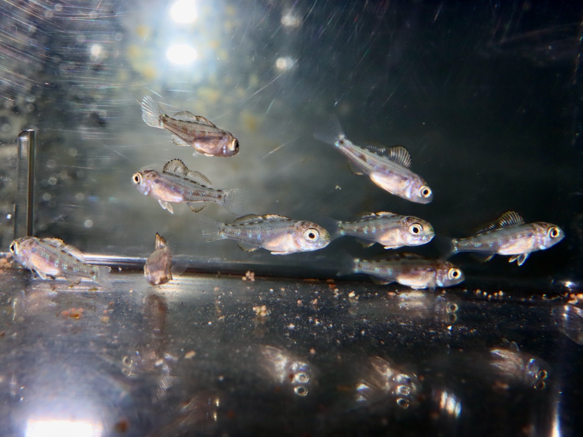 Cyathopharynx furcifer Magara breed