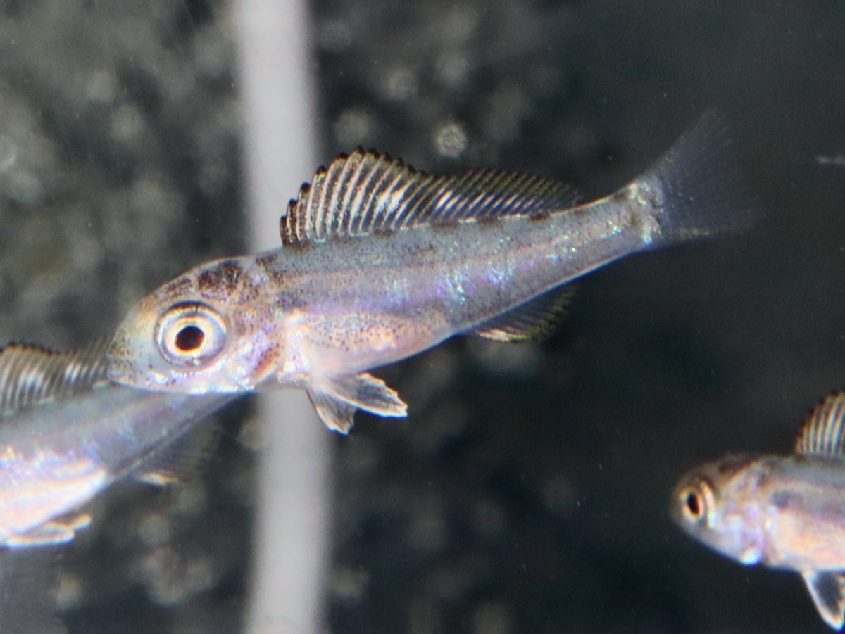 Cyathopharynx furcifer Magara breed