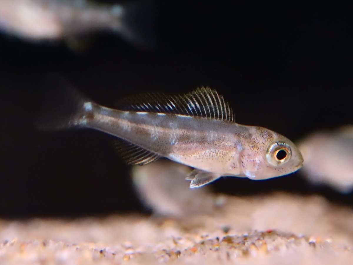 Cyathopharynx furcifer Magara breed