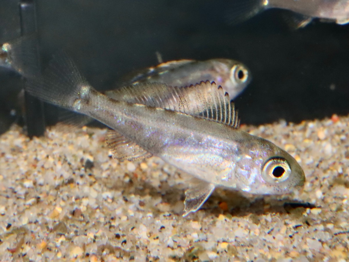 Cyathopharynx furcifer Magara breed