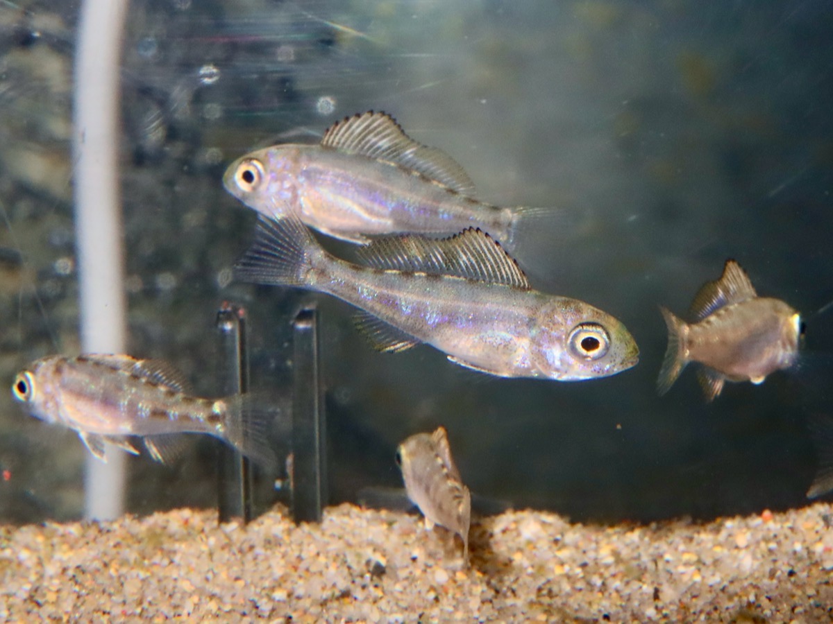 Cyathopharynx furcifer Magara breed