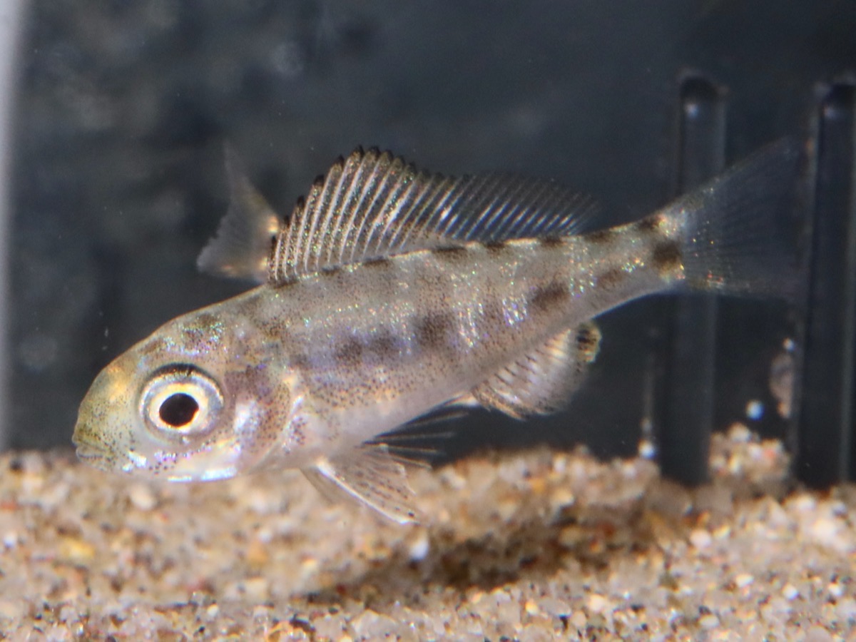 Cyathopharynx furcifer Magara breed