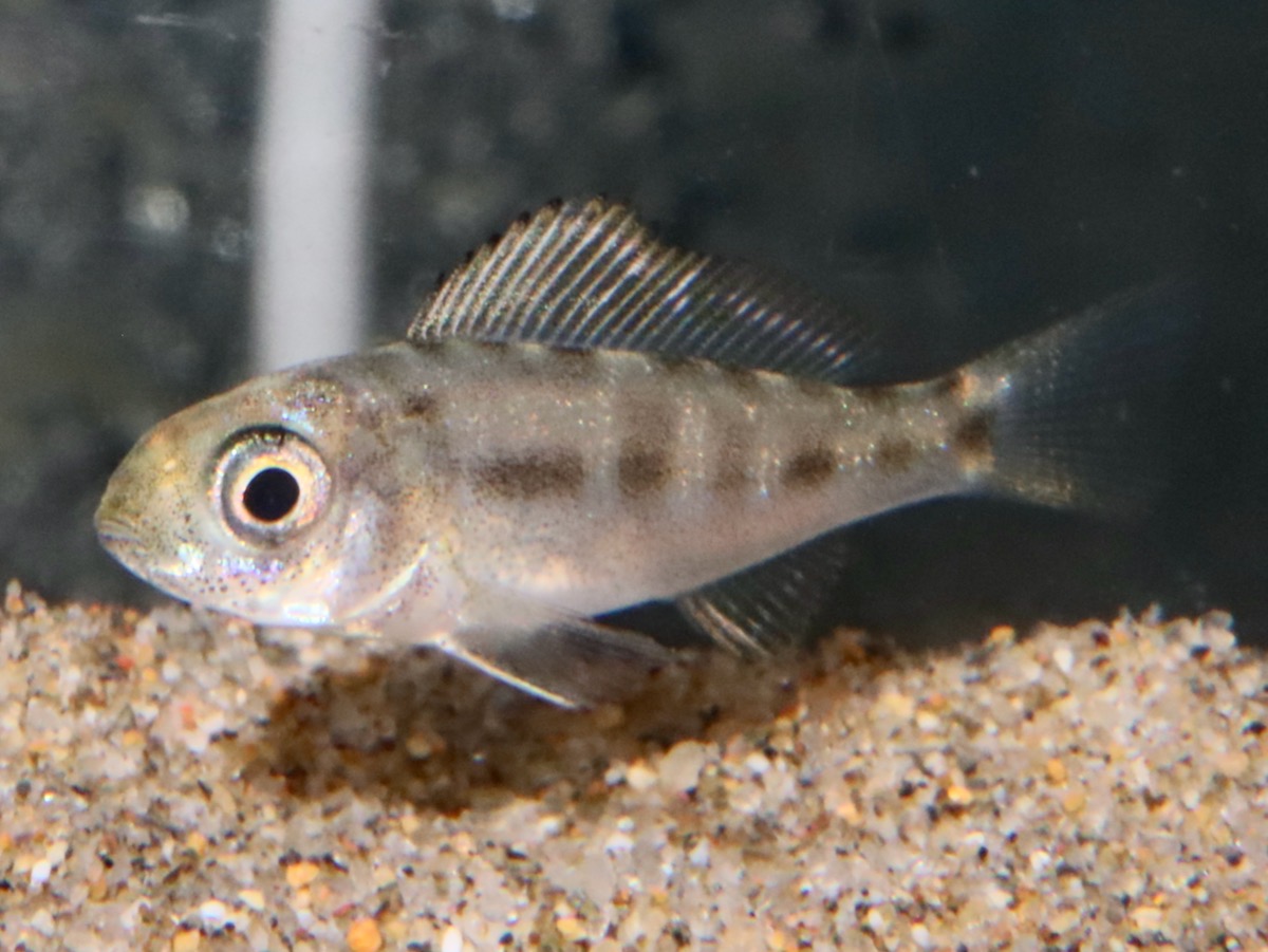 Cyathopharynx furcifer Magara breed