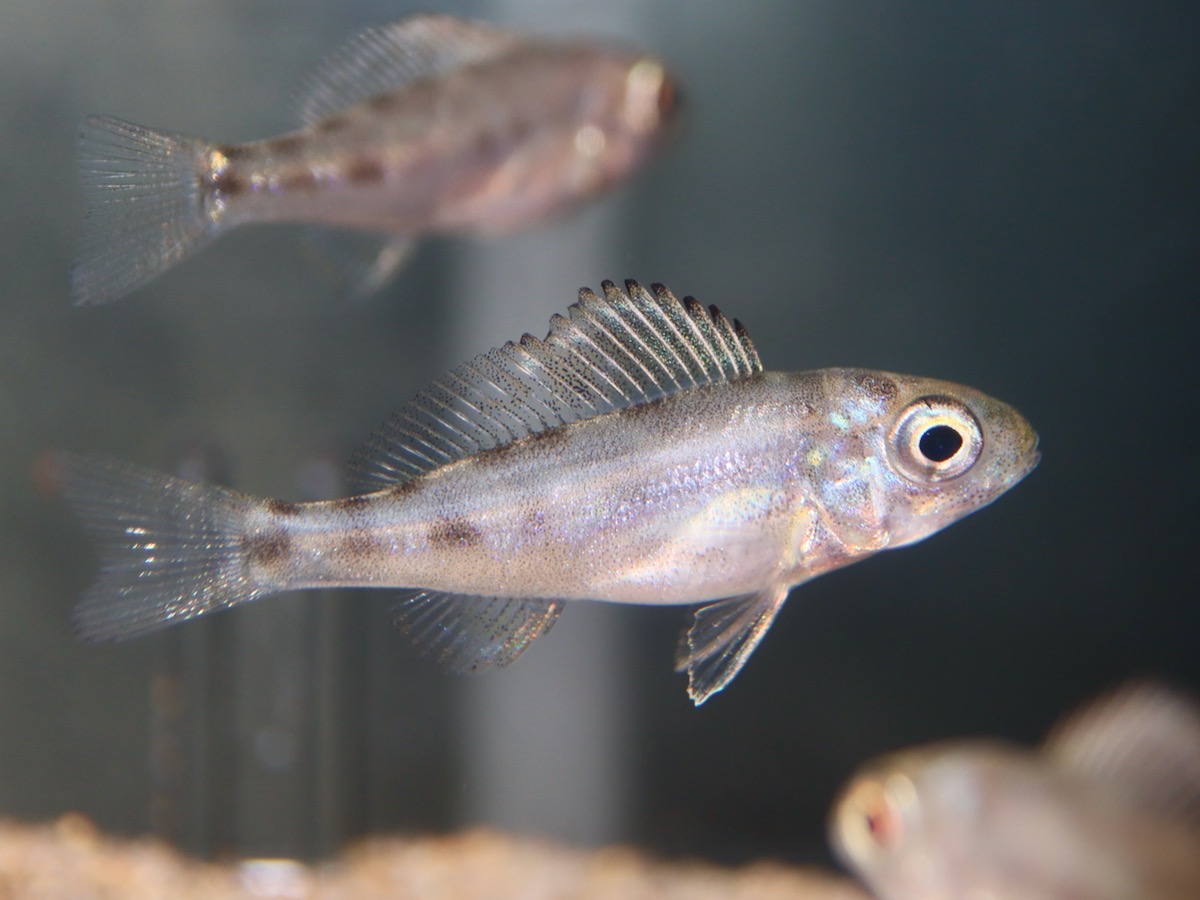 Cyathopharynx furcifer Magara breed