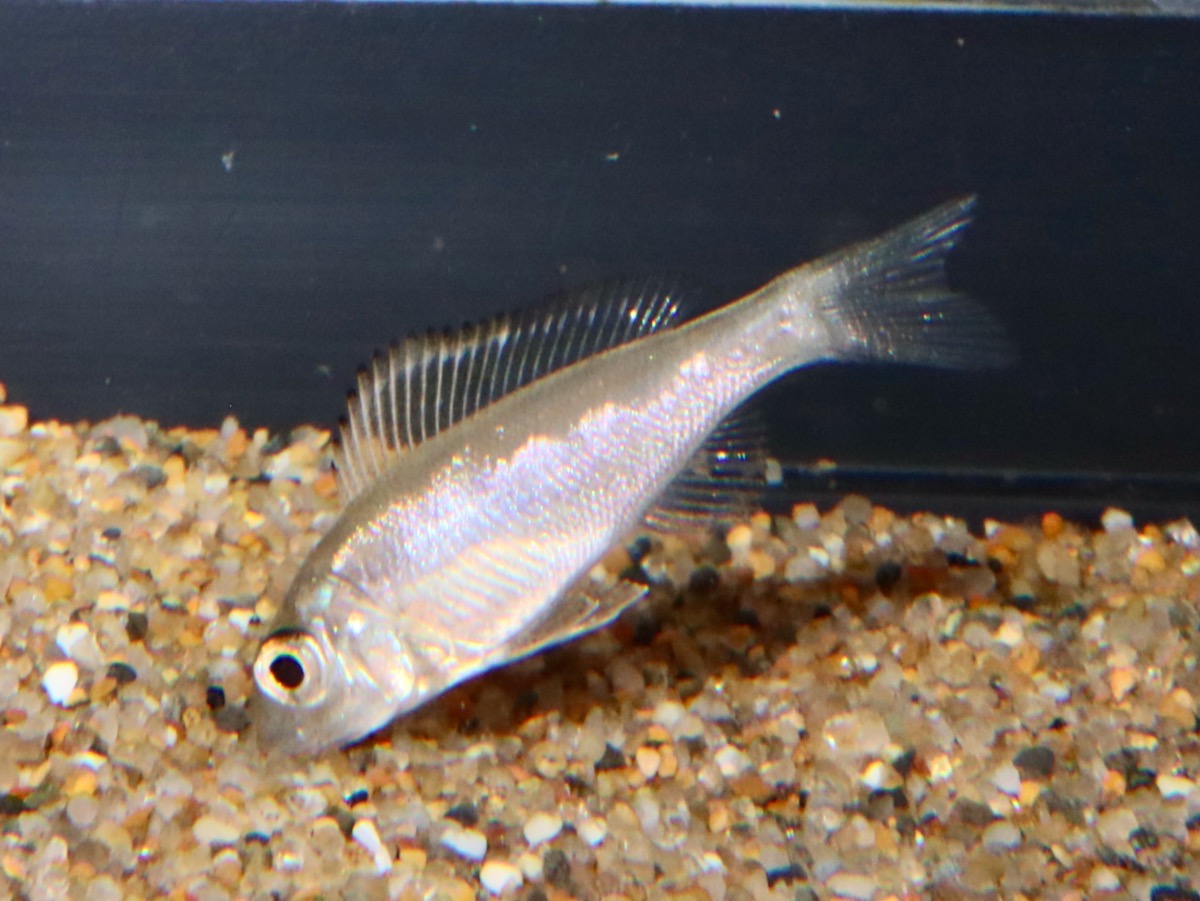 Cyathopharynx furcifer Magara breed