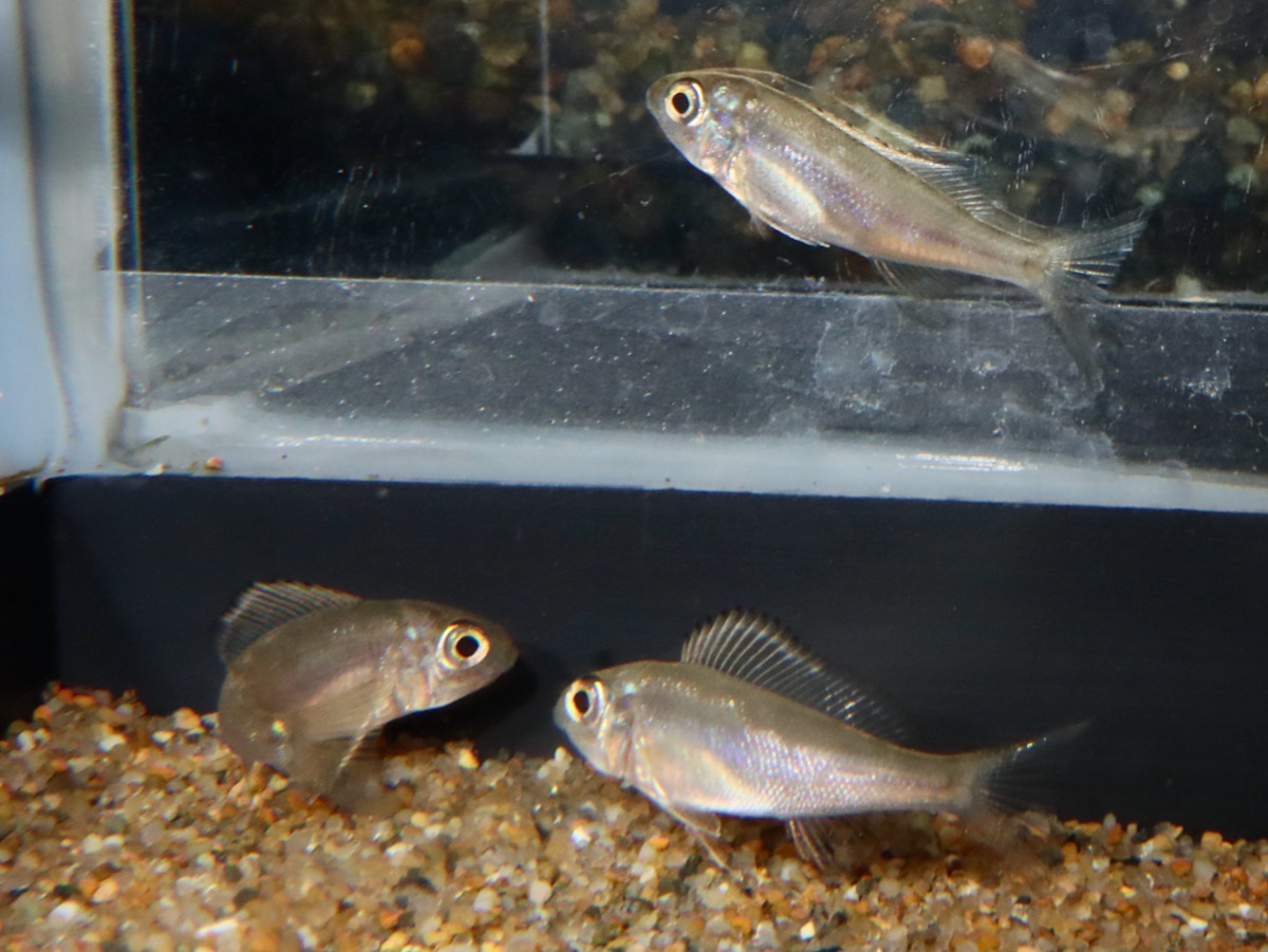Cyathopharynx furcifer Magara breed