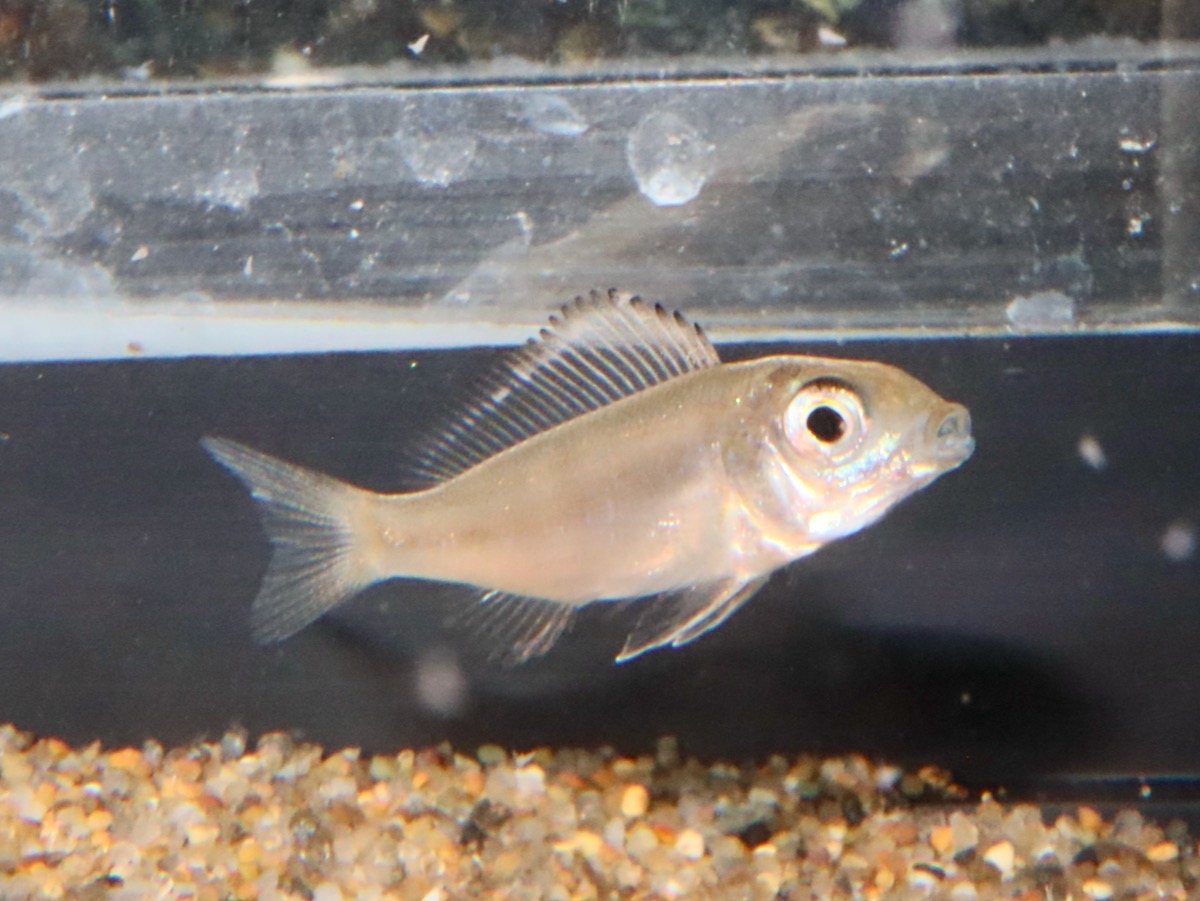 Cyathopharynx furcifer Magara breed