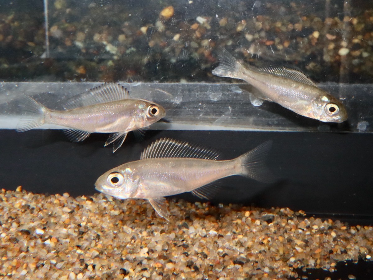 Cyathopharynx furcifer Magara breed