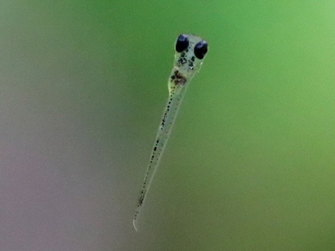 ミクロデバリオ ミクロラスボラ ブルーネオン 繁殖した稚魚 Microrasbore Microdevario kubotai breed fry kubotai_d2.1.jpg