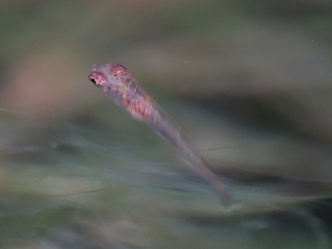 ミクロデバリオ ミクロラスボラ ブルーネオン 繁殖した稚魚 Microrasbore Microdevario kubotai breed fry kubotai_d21.1.jpg