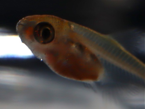 ミクロデバリオ ミクロラスボラ ブルーネオン 繁殖した稚魚 Microrasbore Microdevario kubotai breed fry kubotaikubotai_d35.2.jpg