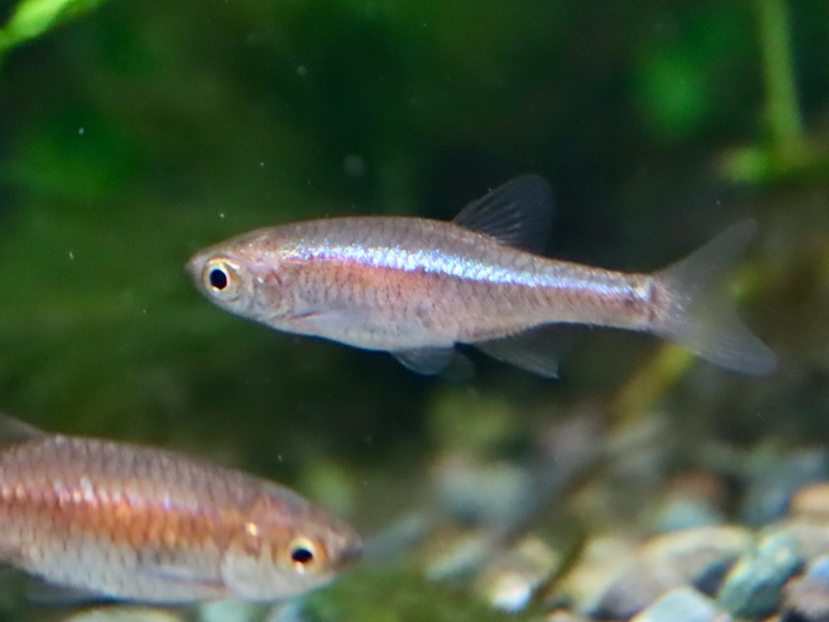 Microrasbora cf. rubescens breeding