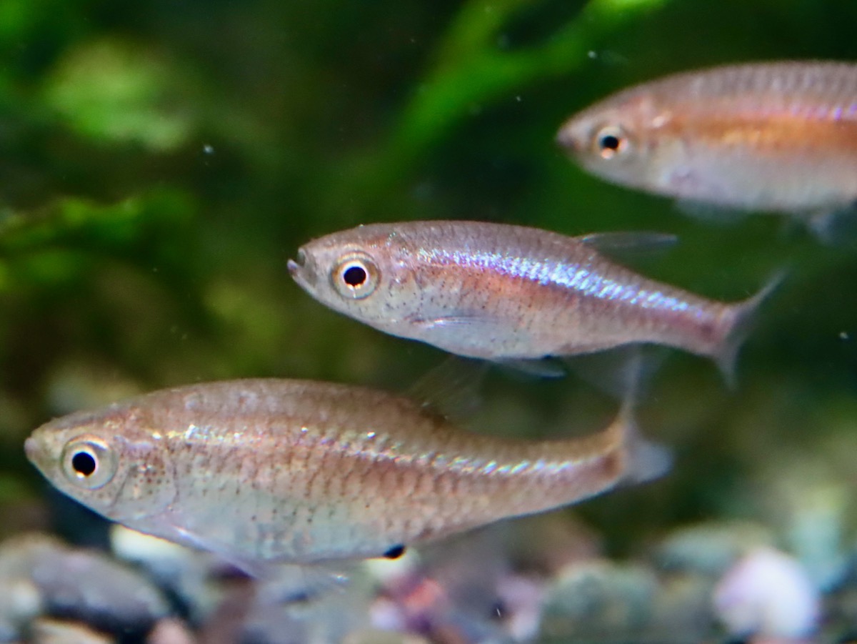 Microrasbora cf. rubescens breeding
