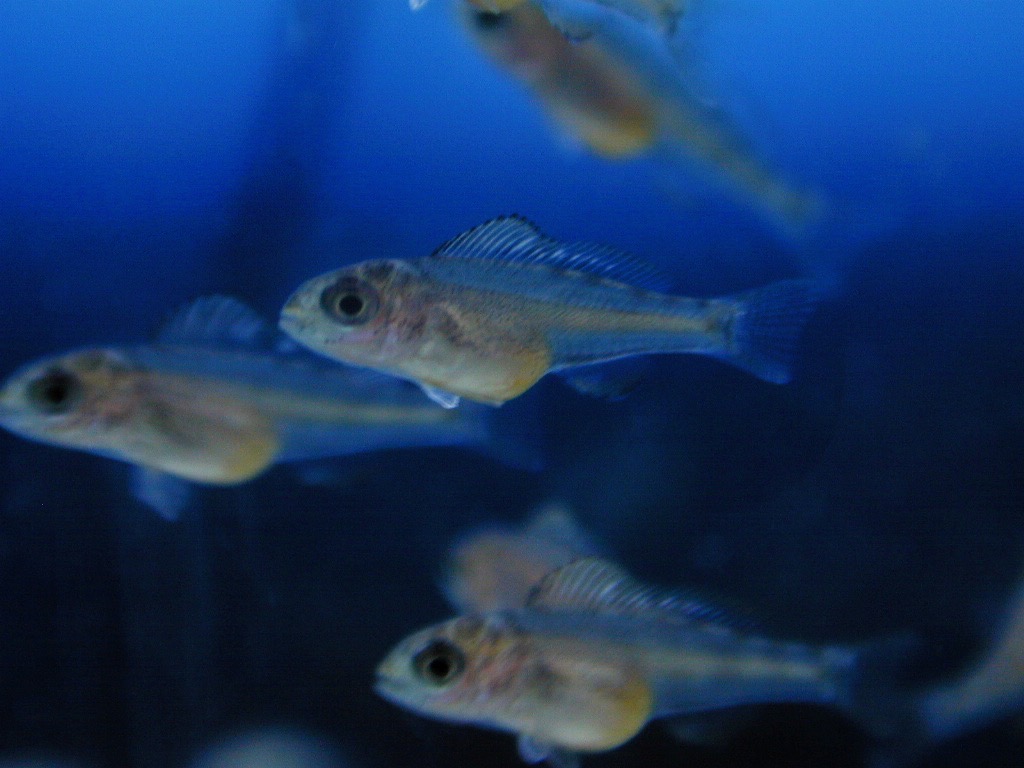 キアソファリンクス フォアイ モリロ 繁殖 稚魚 Cyathopharynx foae moliro breed fry 80.jpg